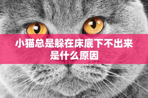 小貓總是躲在床底下不出來是什么原因