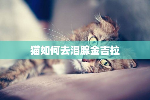 貓如何去淚腺金吉拉