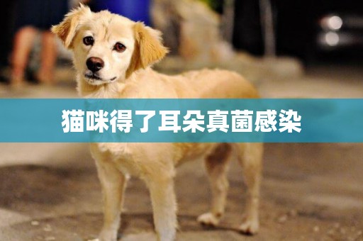 貓咪得了耳朵真菌感染
