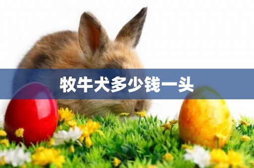 牧牛犬多少錢一頭