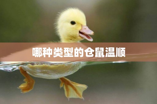 哪種類型的倉鼠溫順