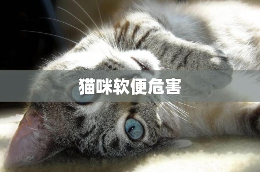 貓咪軟便危害
