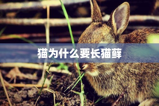 貓為什么要長貓蘚