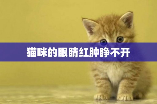 貓咪的眼睛紅腫睜不開
