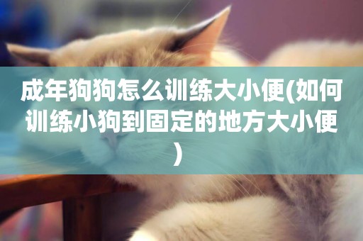 成年狗狗怎么訓練大小便(如何訓練小狗到固定的地方大小便) 