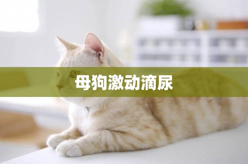 母狗激動滴尿