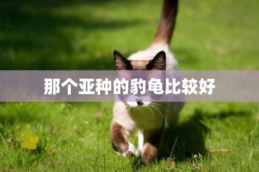 那個亞種的豹龜比較好