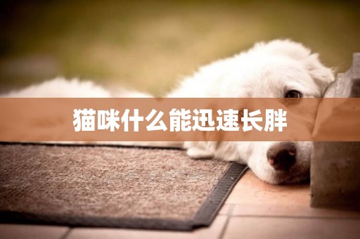 貓咪什么能迅速長胖