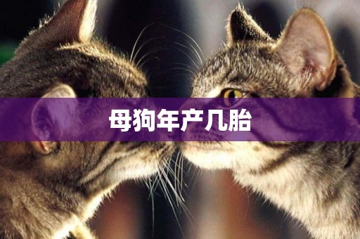 母狗年產幾胎