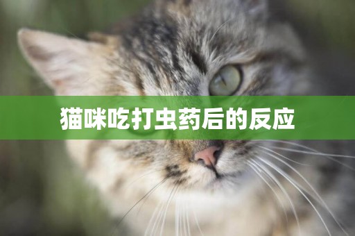 貓咪吃打蟲藥后的反應