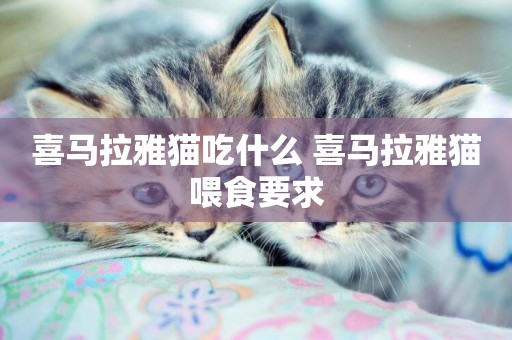 喜馬拉雅貓吃什么 喜馬拉雅貓喂食要求