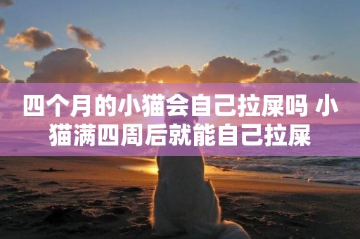 四個月的小貓會自己拉屎嗎 小貓滿四周后就能自己拉屎
