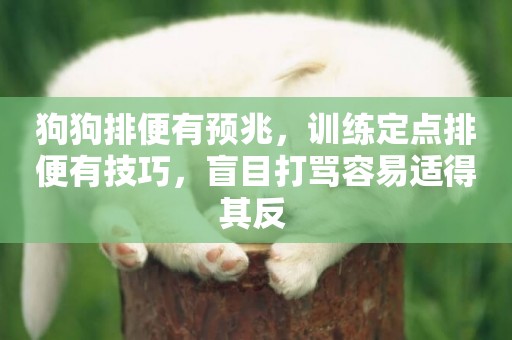 狗狗排便有預兆，訓練定點排便有技巧，盲目打罵容易適得其反 