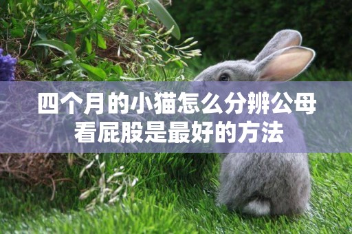 四個月的小貓怎么分辨公母 看屁股是最好的方法