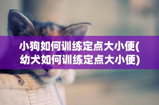 小狗如何訓練定點大小便(幼犬如何訓練定點大小便) 