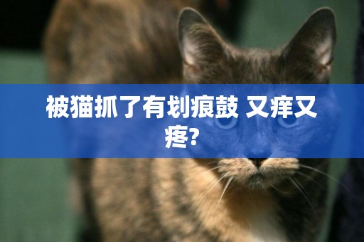 被貓抓了有劃痕鼓 又癢又疼?