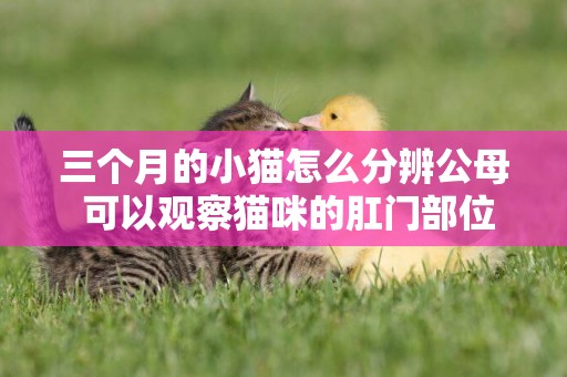 三個月的小貓怎么分辨公母 可以觀察貓咪的肛門部位
