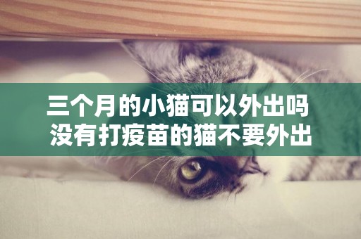 三個月的小貓可以外出嗎 沒有打疫苗的貓不要外出