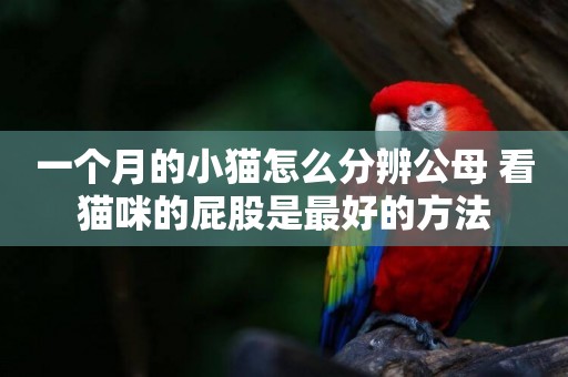 一個月的小貓怎么分辨公母 看貓咪的屁股是最好的方法