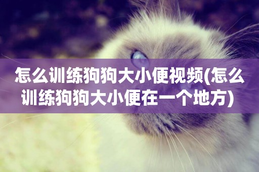 怎么訓練狗狗大小便視頻(怎么訓練狗狗大小便在一個地方) 