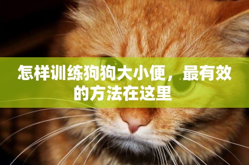 怎樣訓練狗狗大小便，最有效的方法在這里 