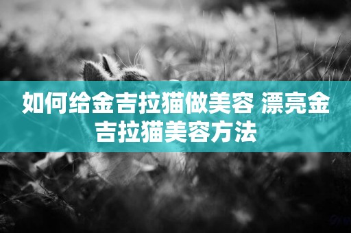 如何給金吉拉貓做美容 漂亮金吉拉貓美容方法