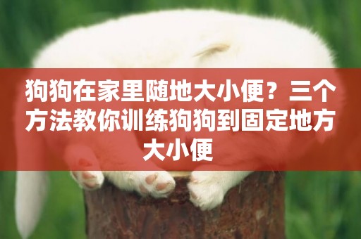 狗狗在家里隨地大小便？三個方法教你訓練狗狗到固定地方大小便 