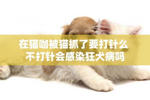 在貓咖被貓抓了要打針么 不打針會感染狂犬病嗎