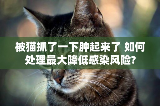 被貓抓了一下腫起來了 如何處理最大降低感染風險?