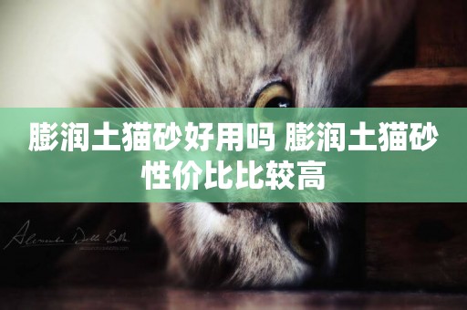 膨潤土貓砂好用嗎 膨潤土貓砂性價比比較高