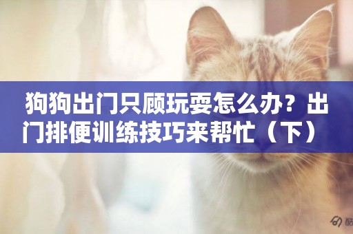 狗狗出門只顧玩耍怎么辦？出門排便訓練技巧來幫忙（下） 