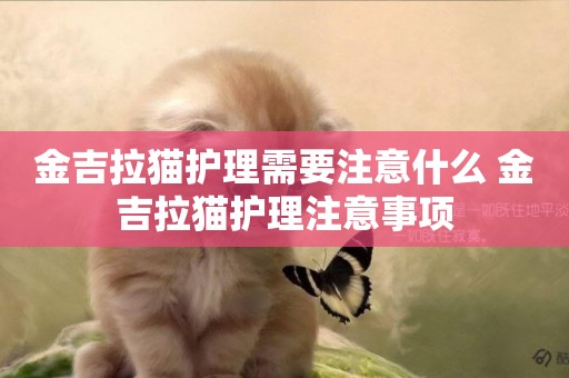 金吉拉貓護理需要注意什么 金吉拉貓護理注意事項