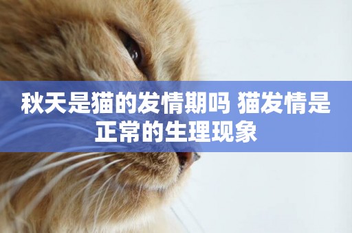 秋天是貓的發情期嗎 貓發情是正常的生理現象