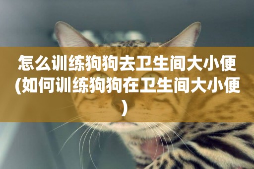 怎么訓練狗狗去衛生間大小便(如何訓練狗狗在衛生間大小便) 