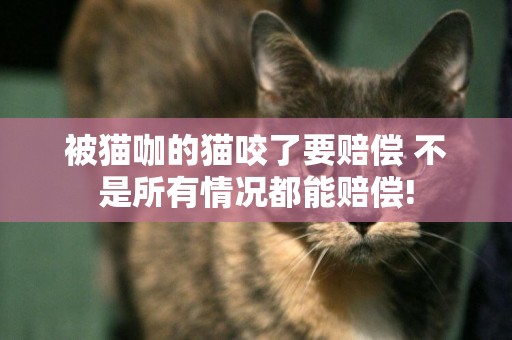被貓咖的貓咬了要賠償 不是所有情況都能賠償!
