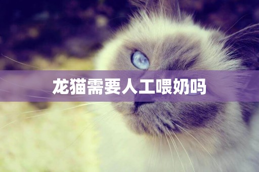 龍貓需要人工喂奶嗎