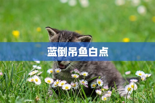 藍倒吊魚白點