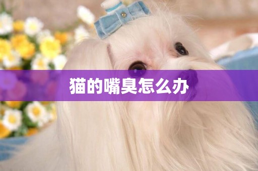 貓的嘴臭怎么辦