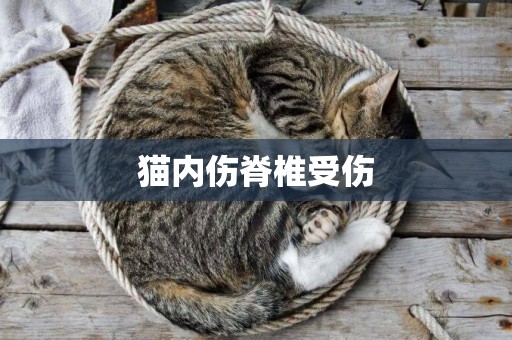貓內傷脊椎受傷