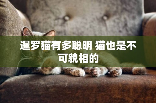 暹羅貓有多聰明 貓也是不可貌相的
