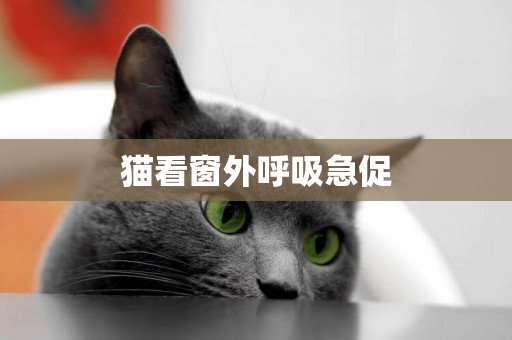 貓看窗外呼吸急促