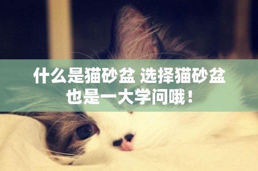 什么是貓砂盆 選擇貓砂盆也是一大學問哦！