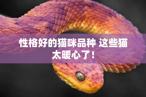 性格好的貓咪品種 這些貓太暖心了！