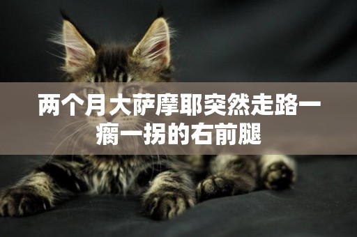 兩個月大薩摩耶突然走路一瘸一拐的右前腿