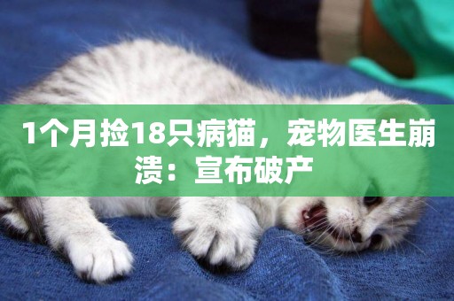 1個月撿18只病貓，寵物醫生崩潰：宣布破產 