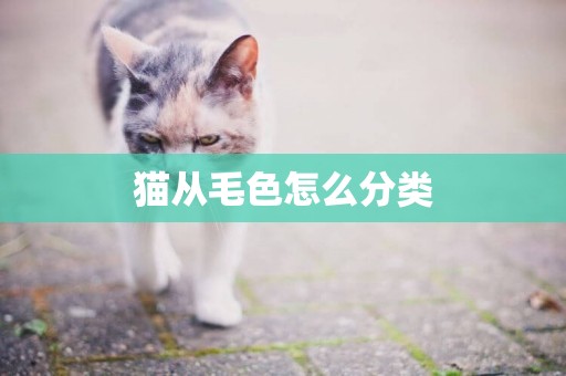 貓從毛色怎么分類