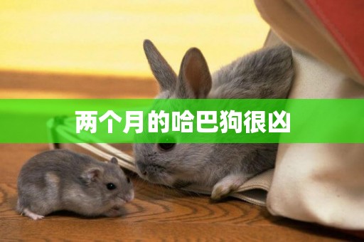 兩個月的哈巴狗很兇