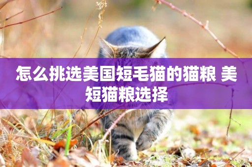 怎么挑選美國短毛貓的貓糧 美短貓糧選擇