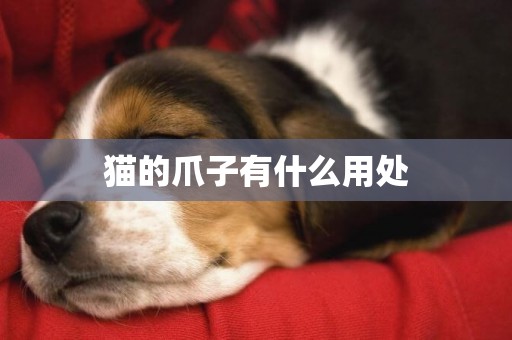 貓的爪子有什么用處