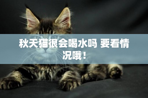 秋天貓很會喝水嗎 要看情況哦！